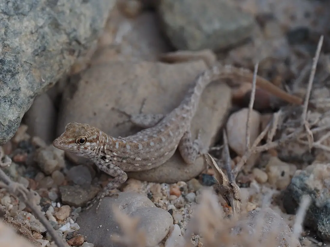 Pristurus abdelkuri