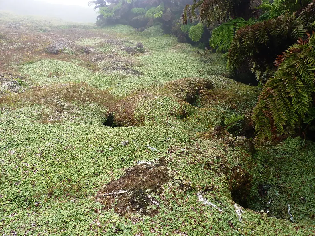 Alejandro Selkirk Island - Campos de Marchantia by 001