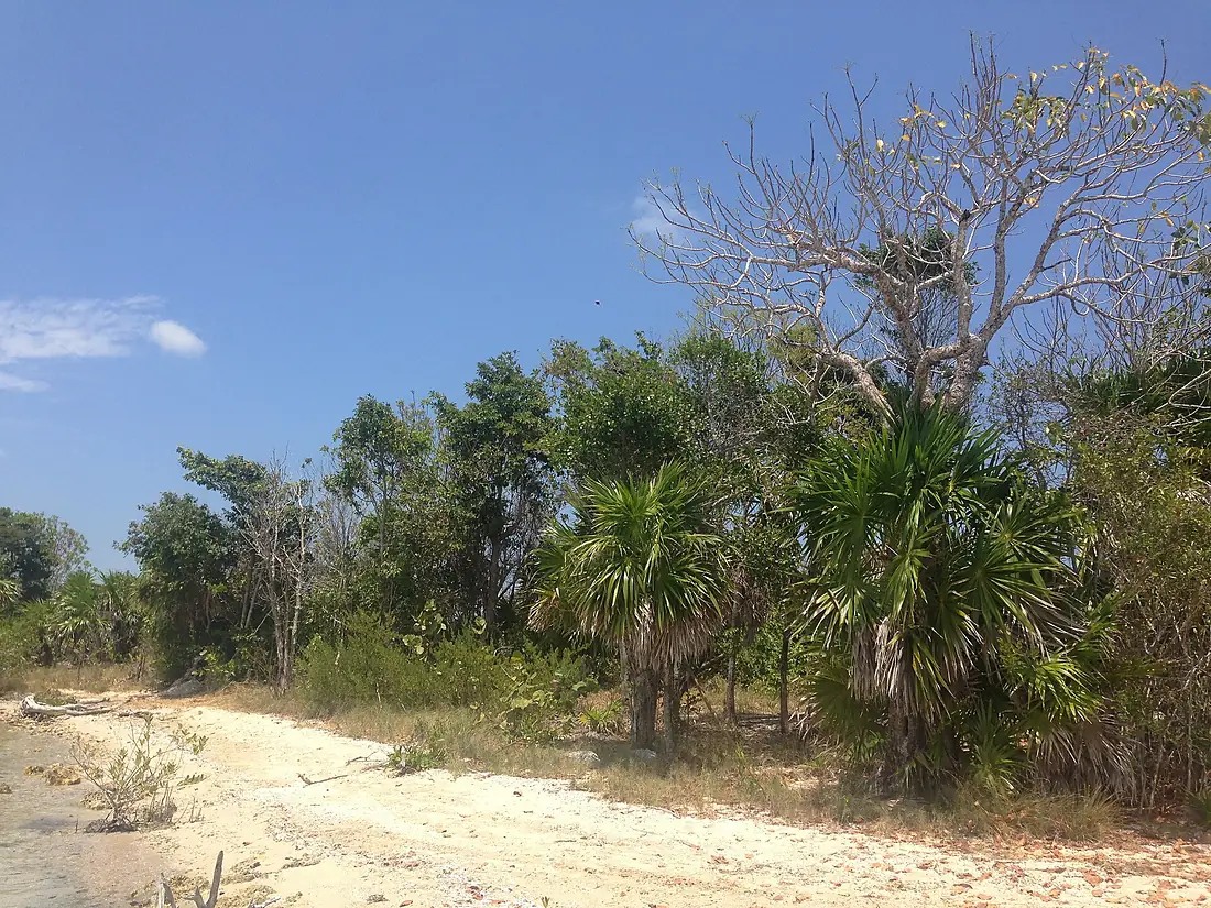 Ambergris Caye Secret Beach palms trees May 2016
