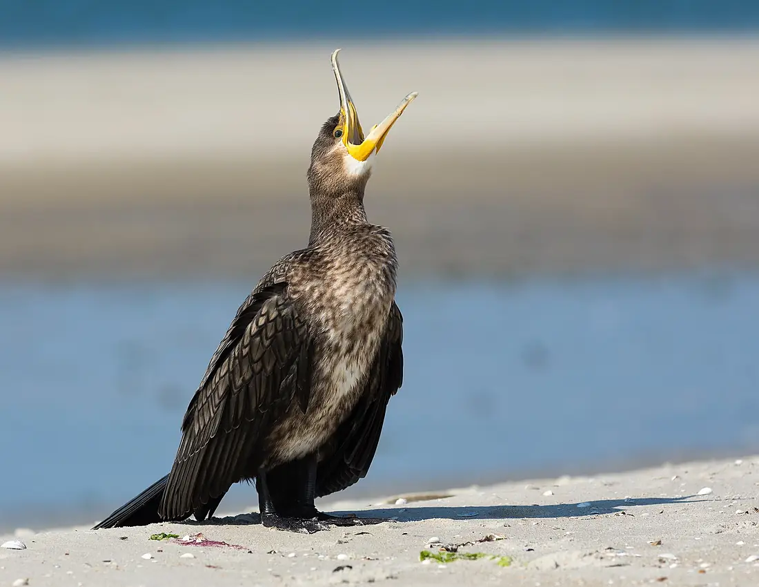 Kormoran am Nordseestrand bei Nebel, Amrum