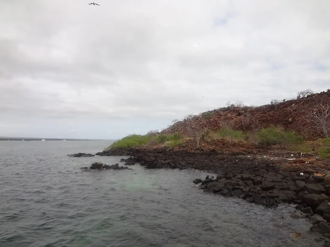 Baltra Island, coastline by the water taxi dock facing the Itabaca Channel - Galápagos