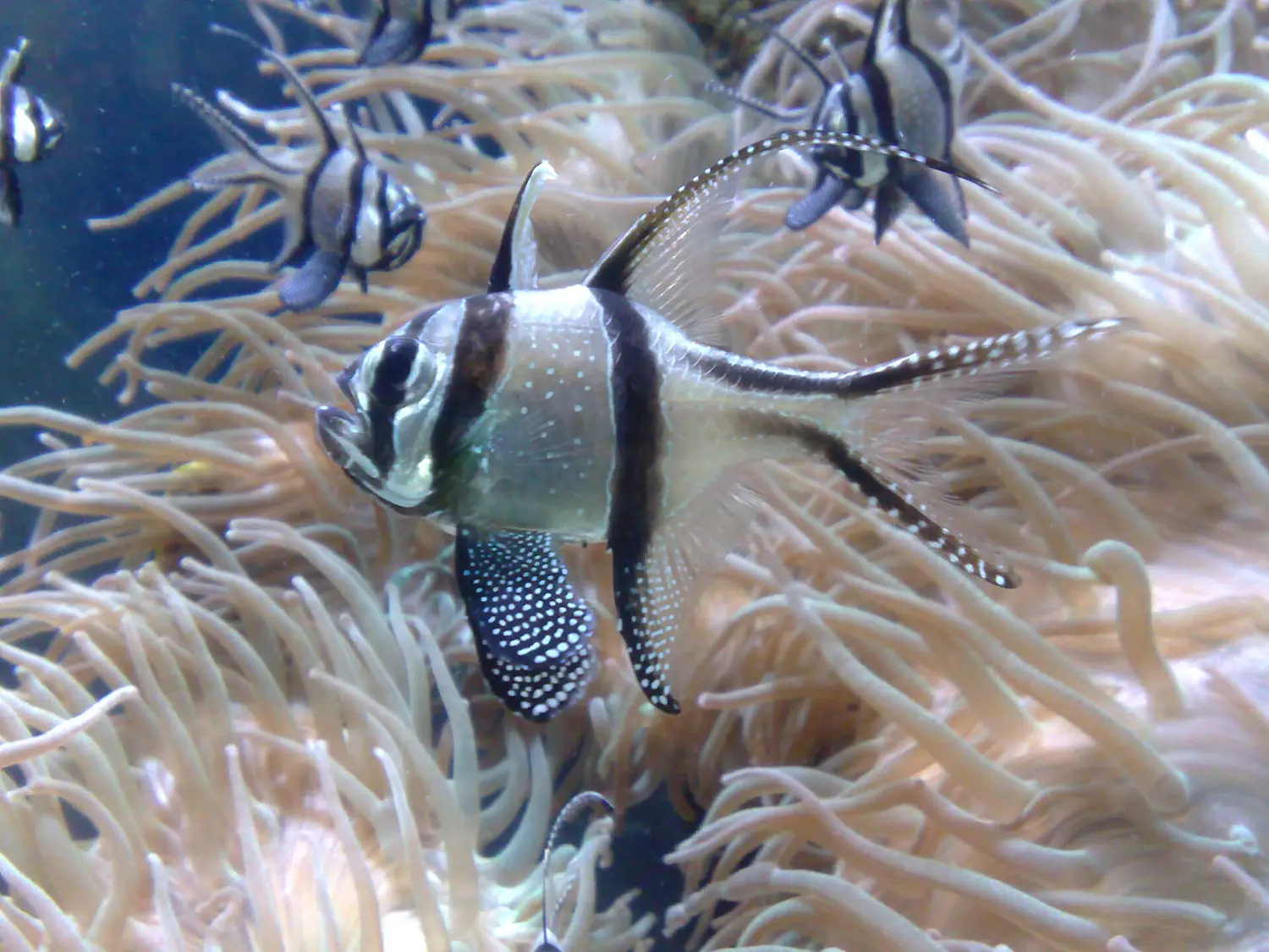 Banggai cardinal fish at chester zoo