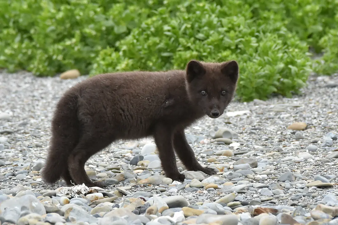 Bering Island Fox 306035940