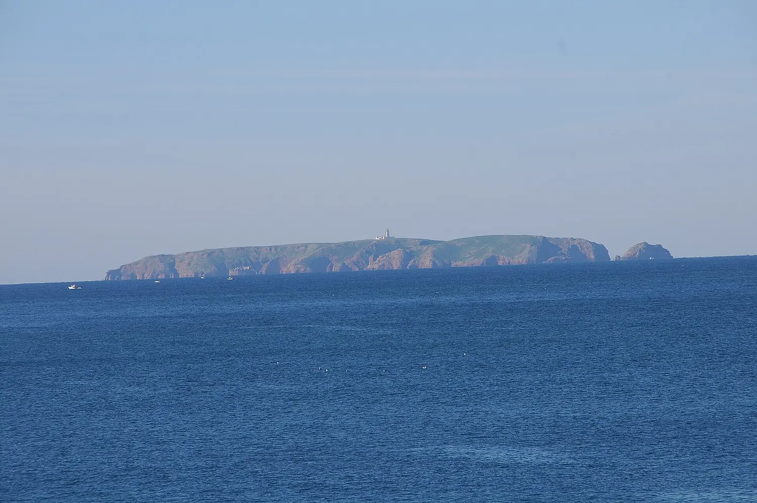 Berlenga grande