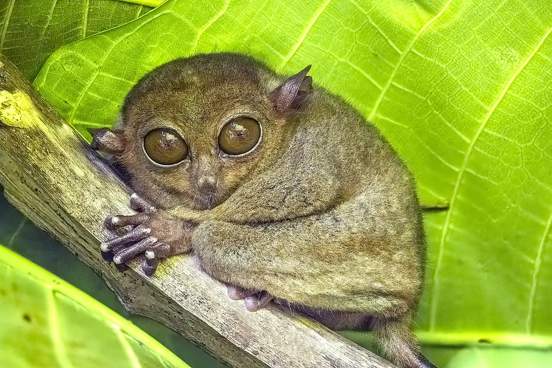 Philippine tarsier (Carlito syrichta fraterculus) Bohol
