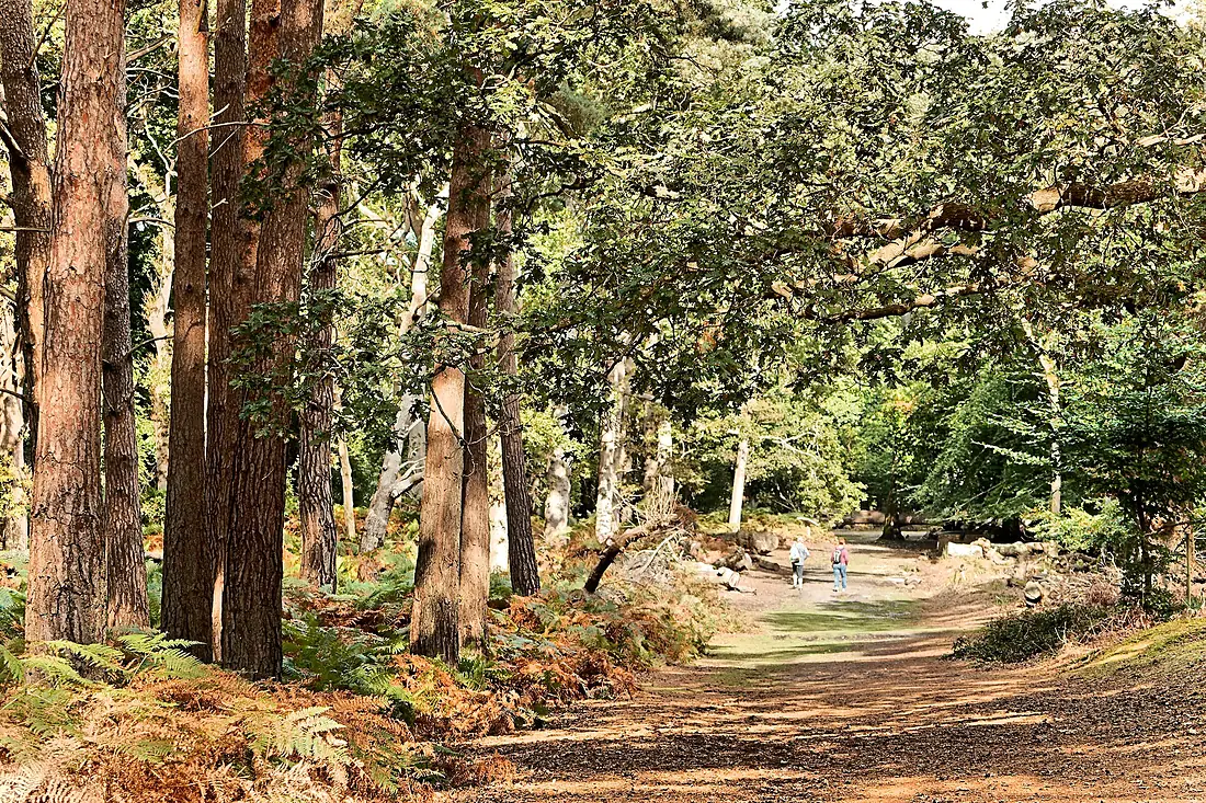 A late Summer's walk - Brownsea Island (30025193300)