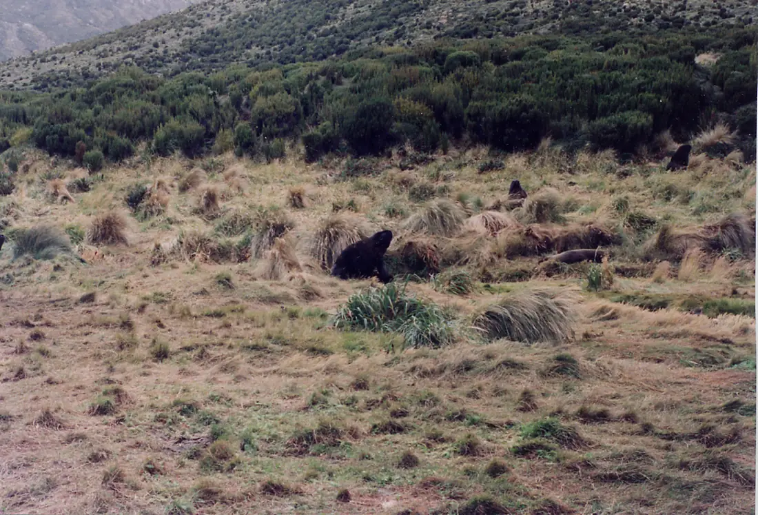 Campbell Island, New Zealand scene