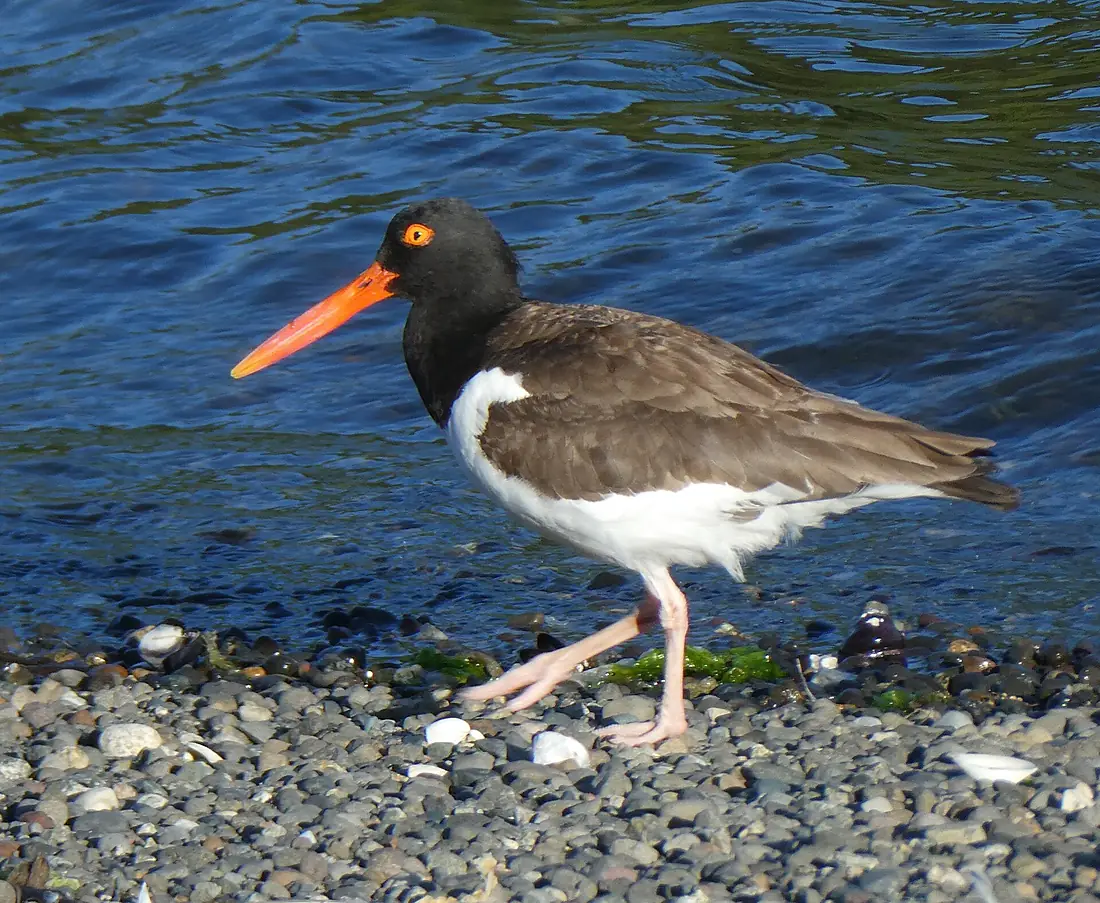 Ave "pilpilén". Haematopus palliatus, en Calen, Chiloé, Chile
