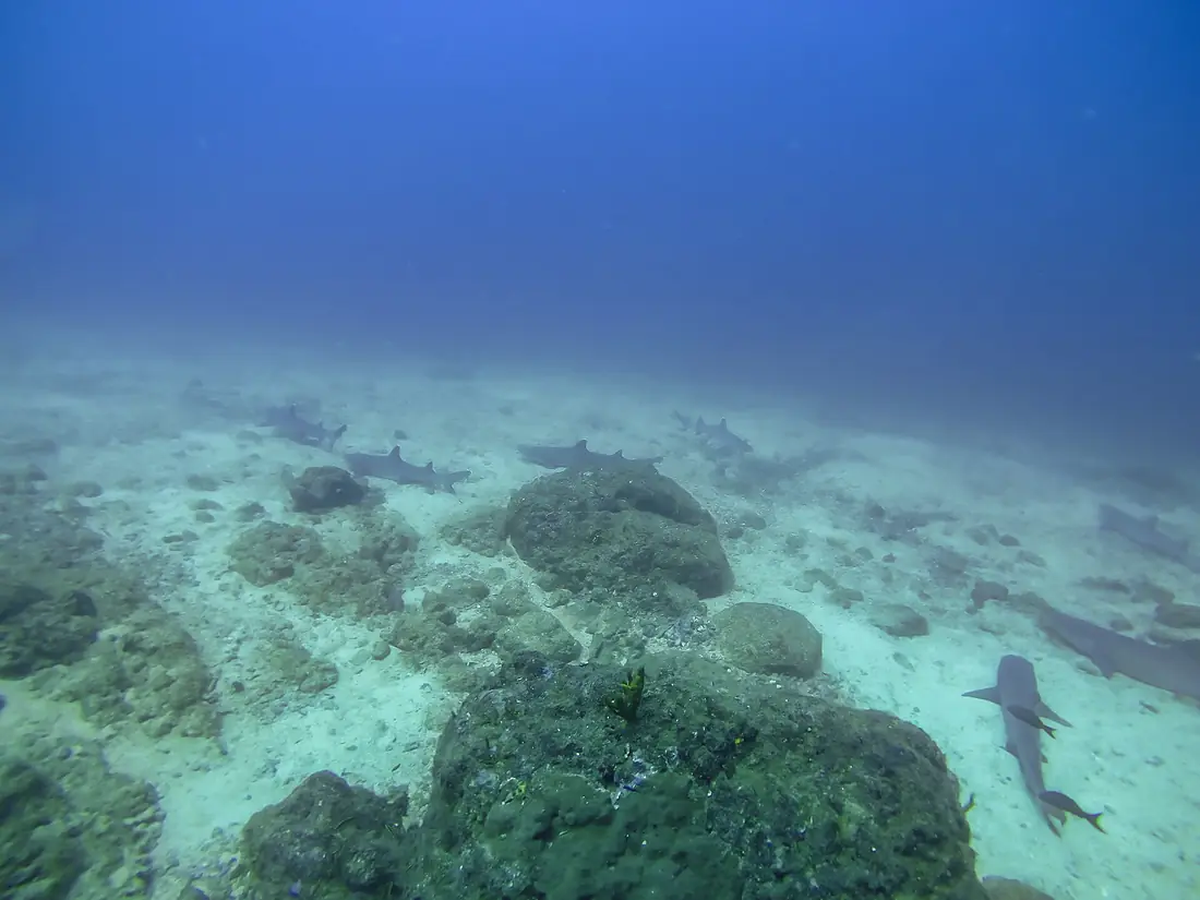 Haie in Coiba Panama