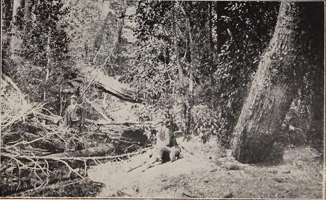 Floresta de la Isla Dawson, a donde sale el Rio Chico