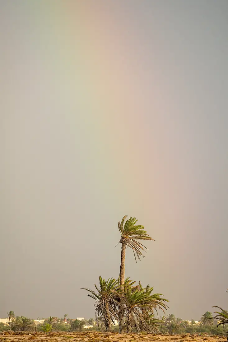 Arc en ciel sur palmier -Djerba