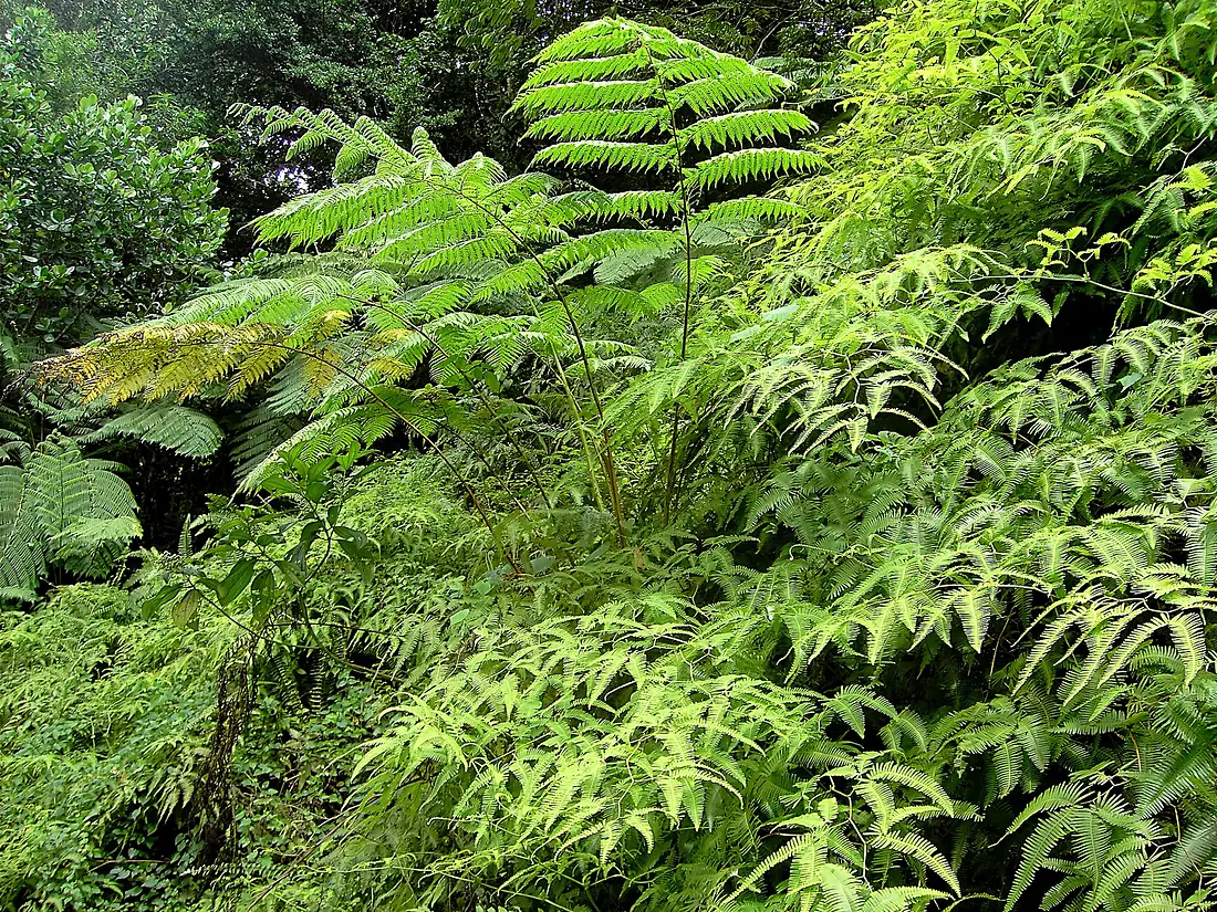 Rainforest ferns (Dominica)
