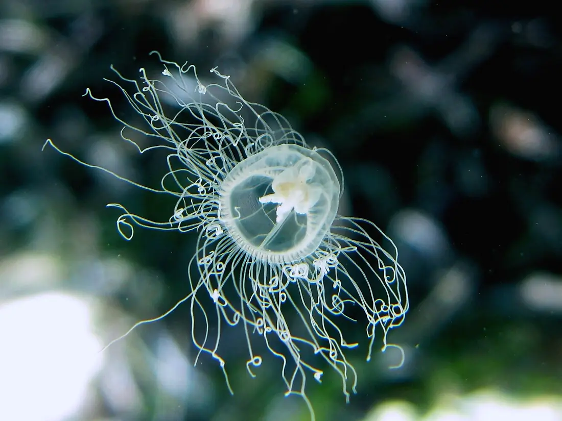 Oceania armata Donoussa2010 1792