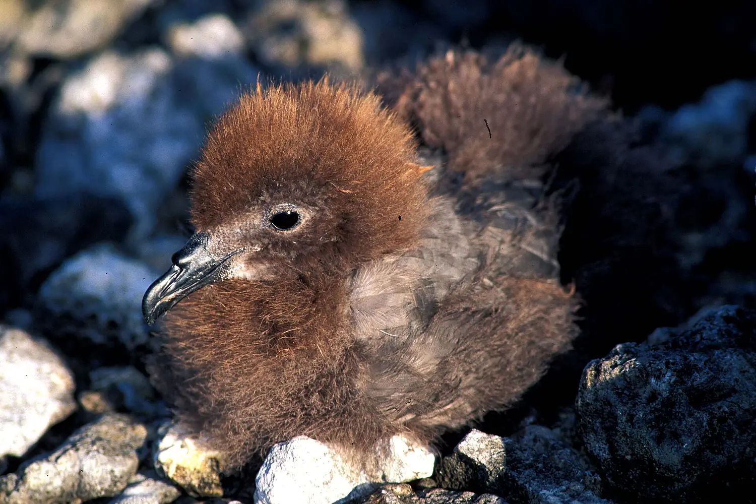 Murphy's petrel, Ducie island