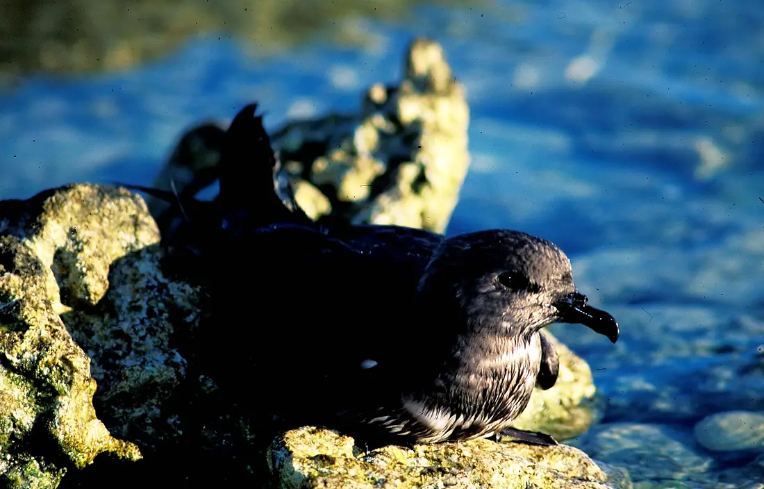 Murphy's Petrel on a Rock, Ducie Island