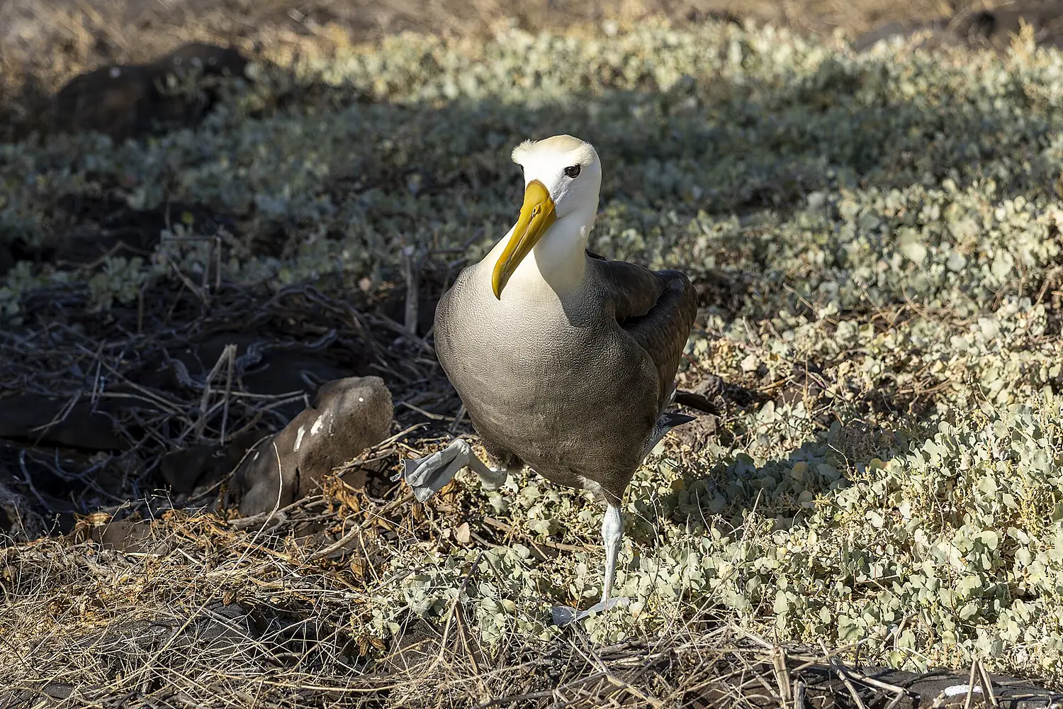 Waved Albatross, walking, Española island, July 18, 2025