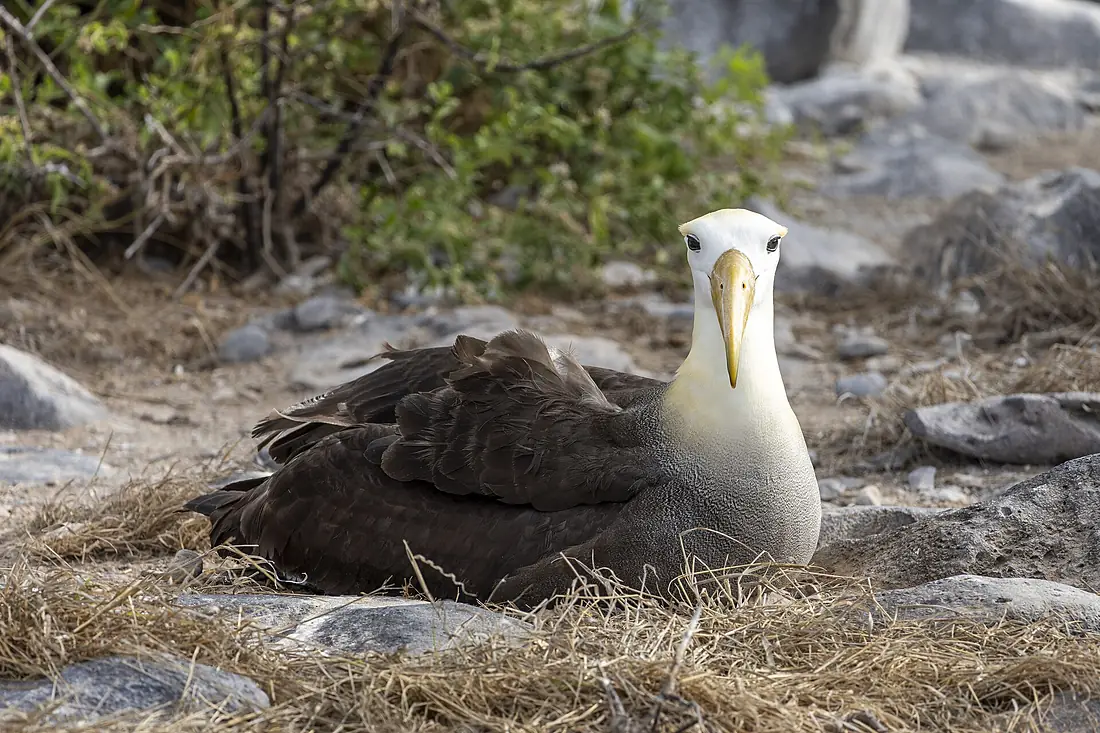 Waved Albatross, nesting, Española island, July 18, 2025