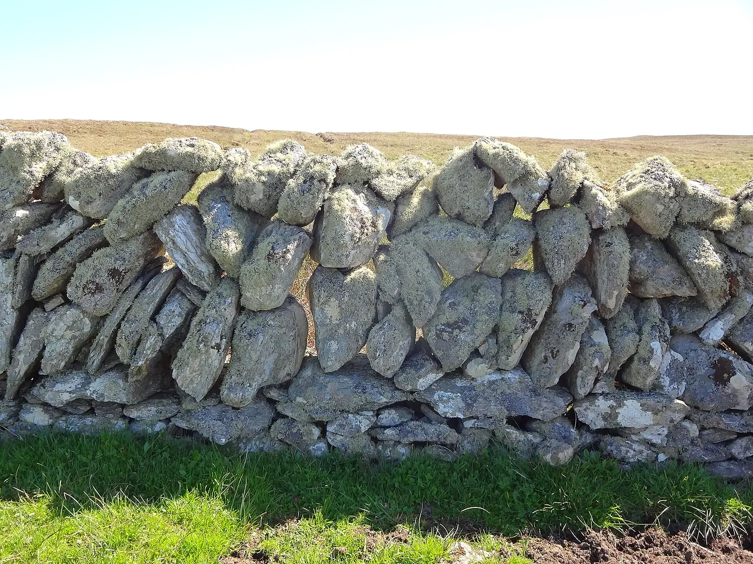 Galloway Dyke on Fetlar