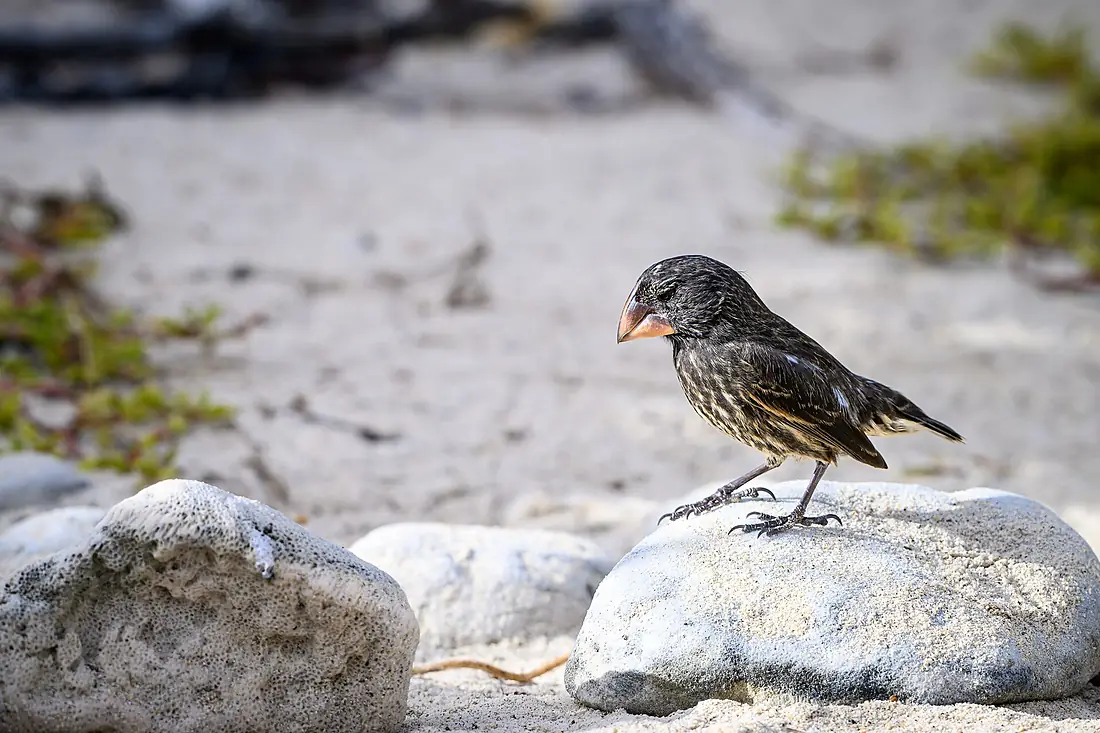 Genovesa ground finch 2025-08-31 (54873213744)