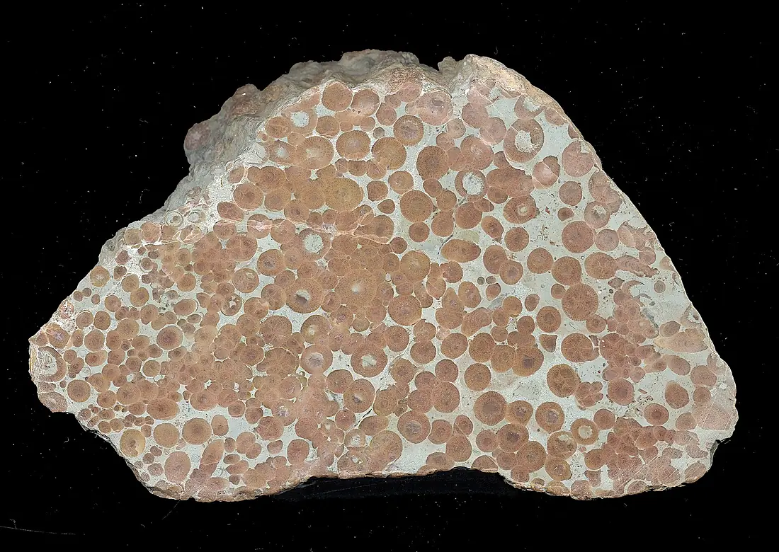 Coral-gotland hg