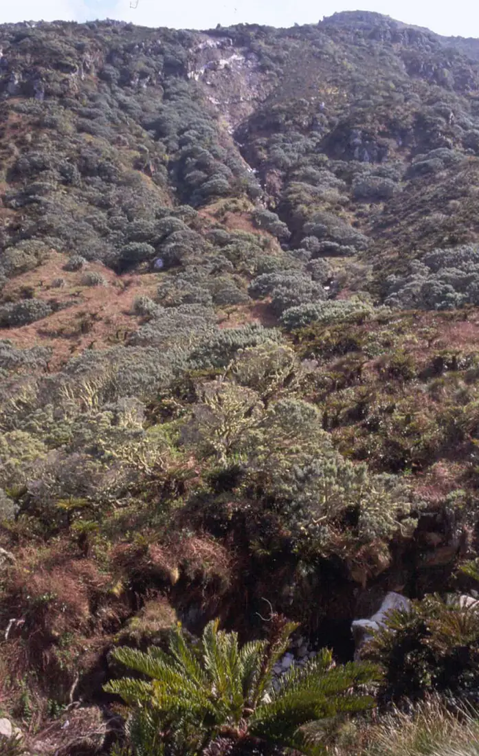 Blechnum and Phylica on Gough Island