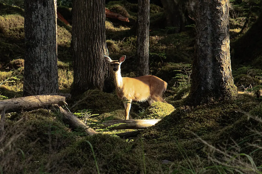 Haida Gwaii (Queen Charlotte Islands) - Graham Island - a few hikes around the N end of Naikoon Provincial Park - the unbiquitos Sitka Black-Tailed Deer (Odocoileus hemionus sitkensis) - (21561995305)