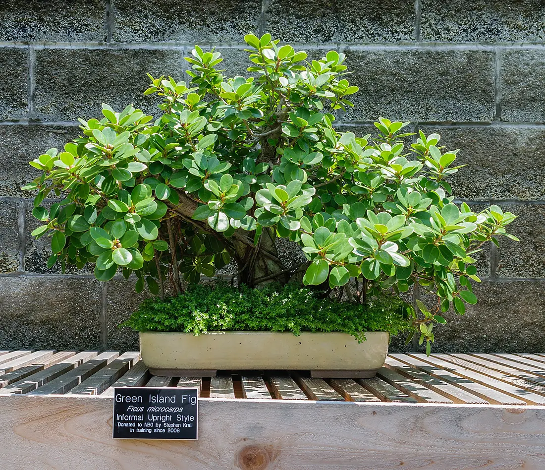 Japanese Garden Green Island Fig Bonsai NBG LR