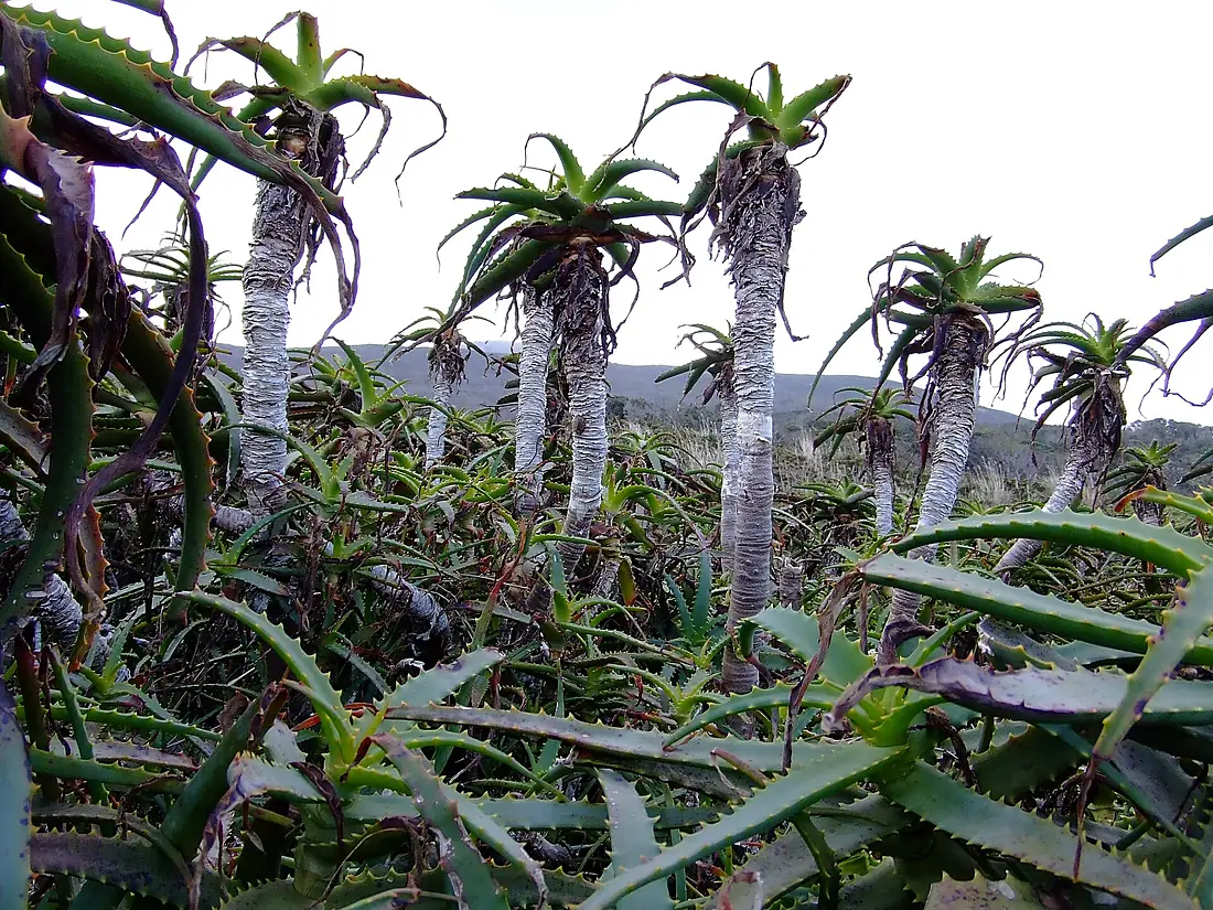 Hachijojima aloe 2007-03-20