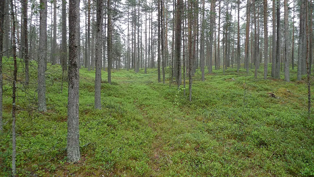Forest in Hailuoto 20100524 (8707543866)