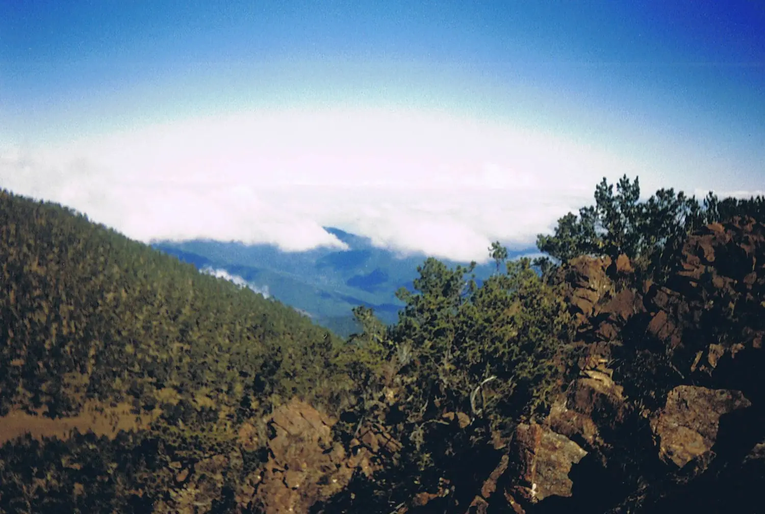 Hispaniolanpineforest