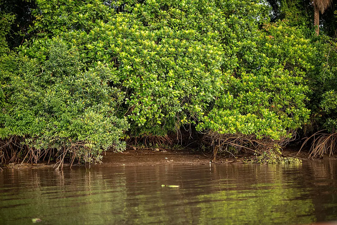 La mangrove de Jebalè 01