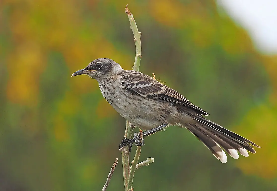 365 Galapagos Mockingbird - Mimus parvulus, Isabela Island, Galapagos, July 9, 2021