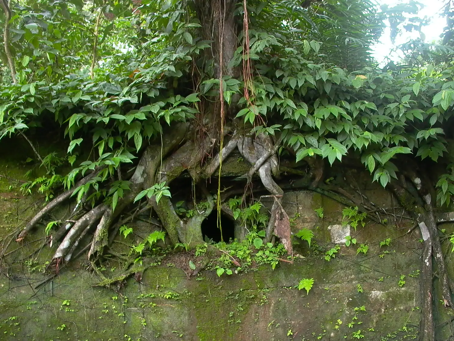 Auf den Mauern des Gefängnisses von Gorgona gewachsener Baum