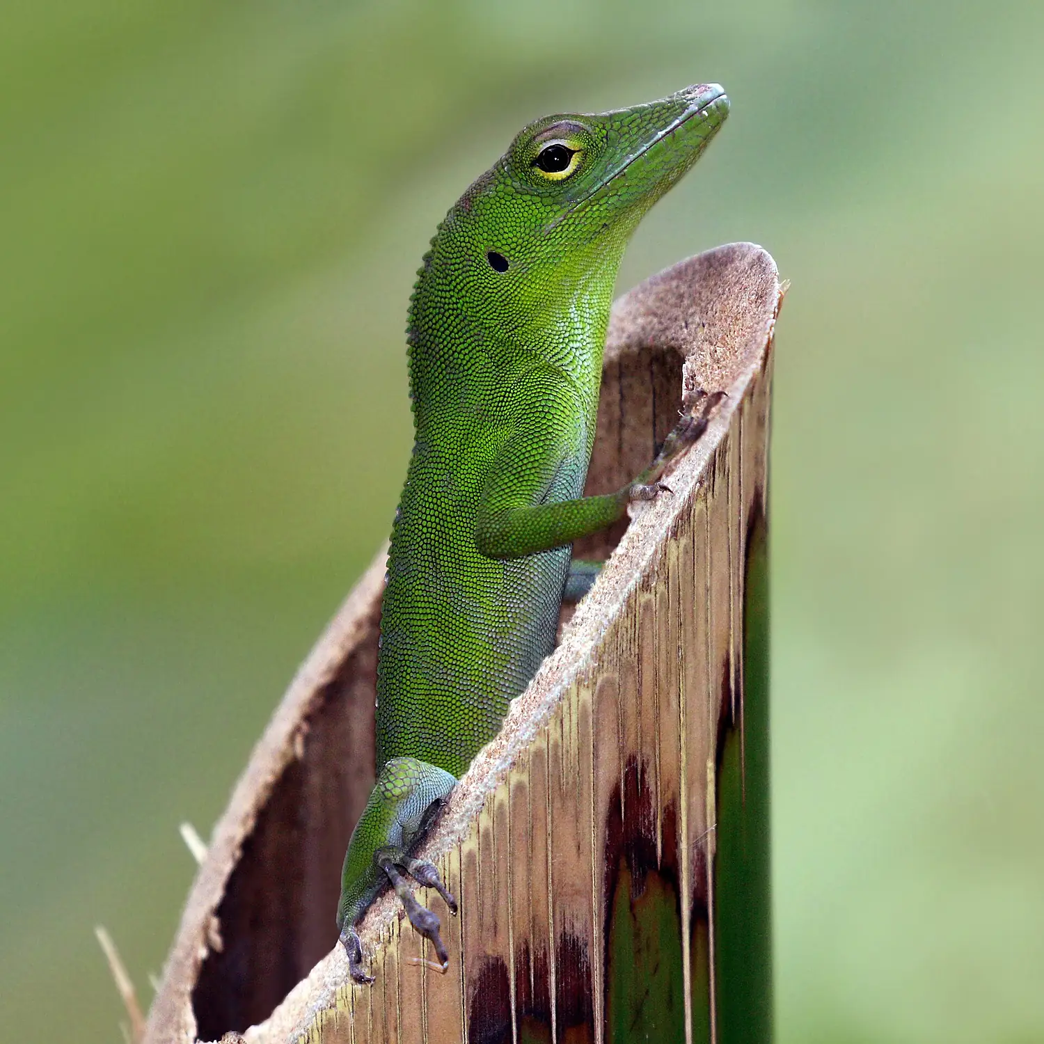 Jamaican giant anole (Anolis garmani) juvenile