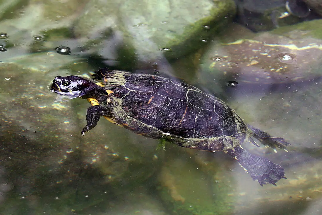 Jamaican slider (Trachemys terrapen)