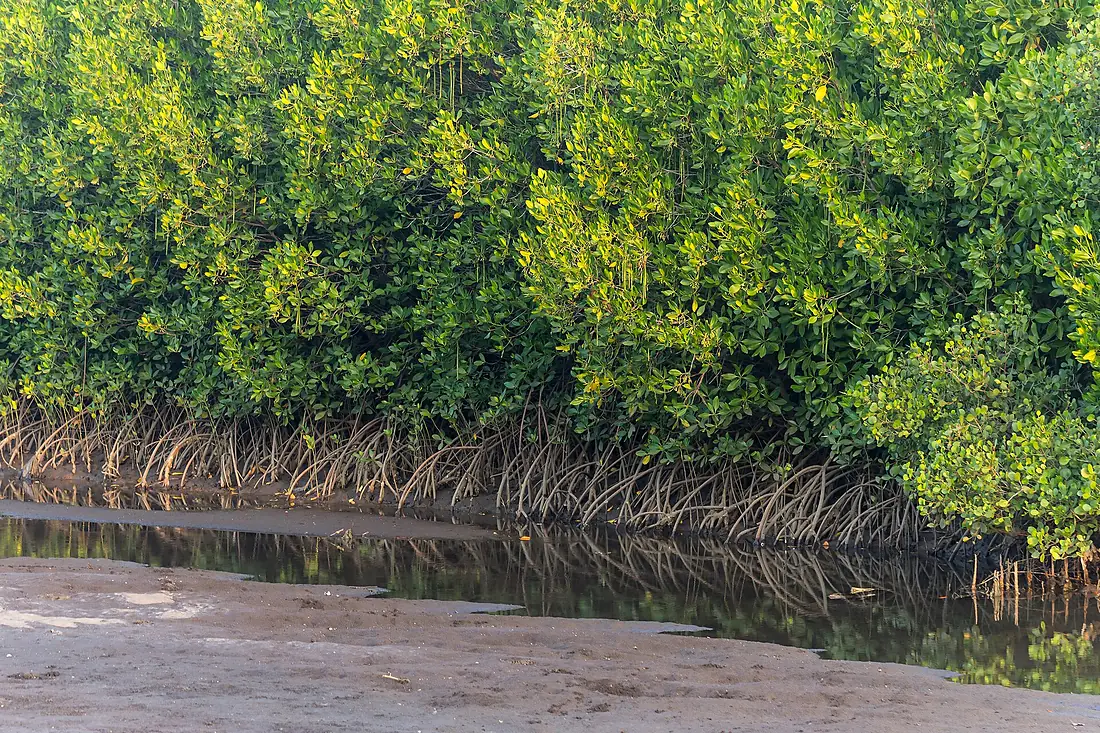 Mangrove swamp, Duta Beach, Paiton, Probolinggo, East Java, 2017-09-14 01