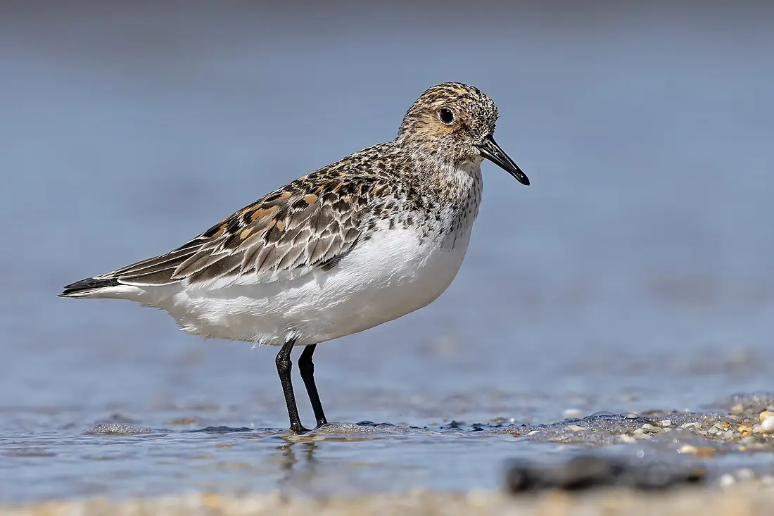 Sanderling (Calidris alba) in Breeding Plumage in the Delaware Bay - Heislerville WMA - Cumberland County - New Jersey - May 2026
