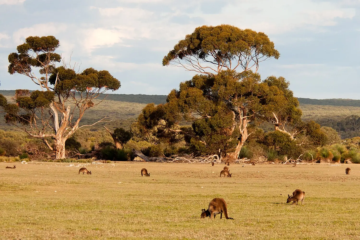 Kangaroo Island kangaroos