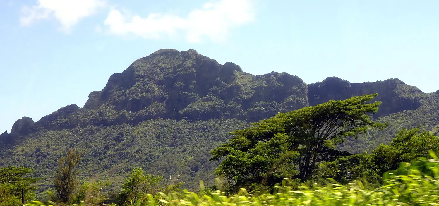 African Tall Tree @ Kauai Island