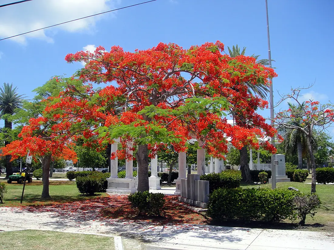 Red Royal Poinciana tree - Key West Florida May 2010