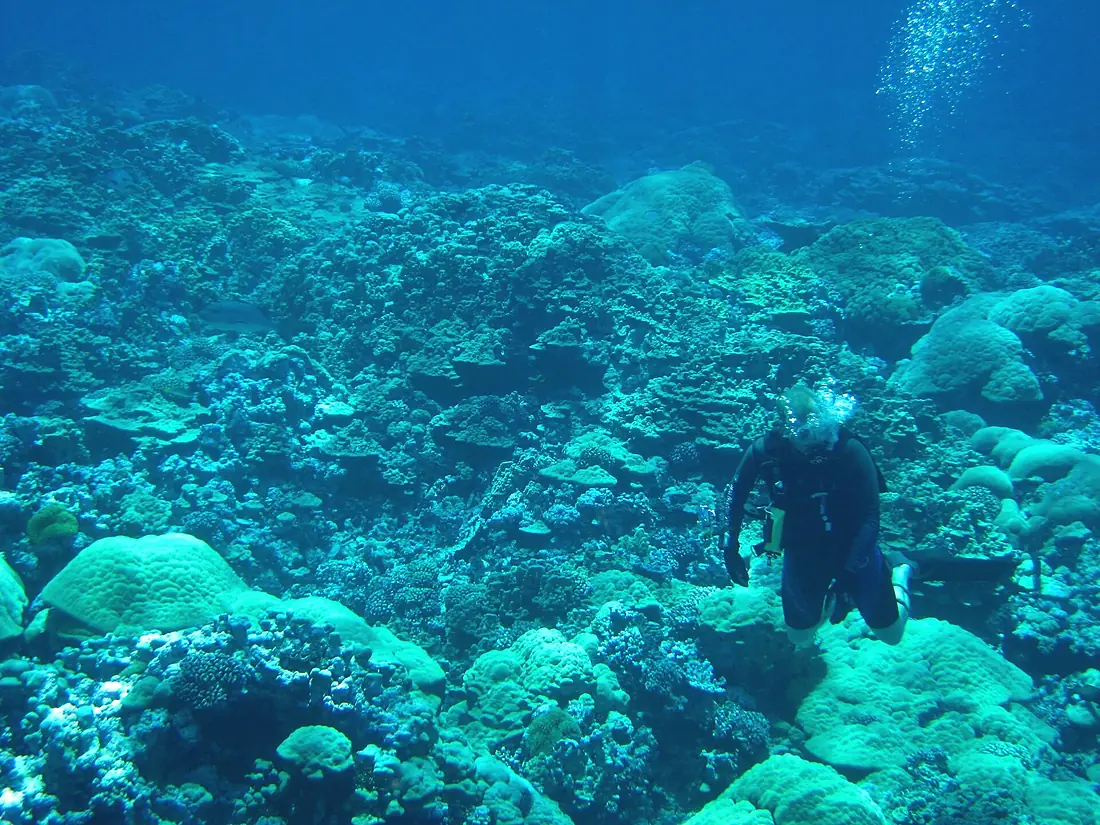 Reef2322 - Flickr - NOAA Photo Library