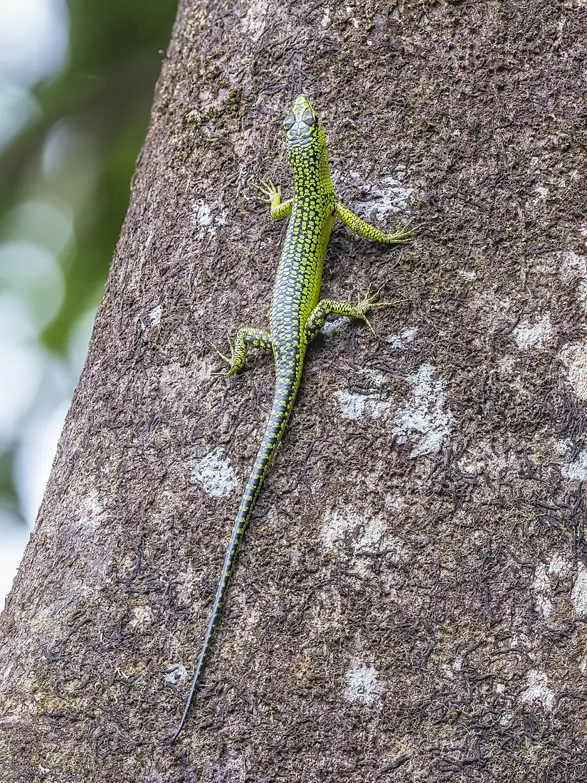 Emerald tree skink (Lamprolepis smaragdina viridipuncta) Koror