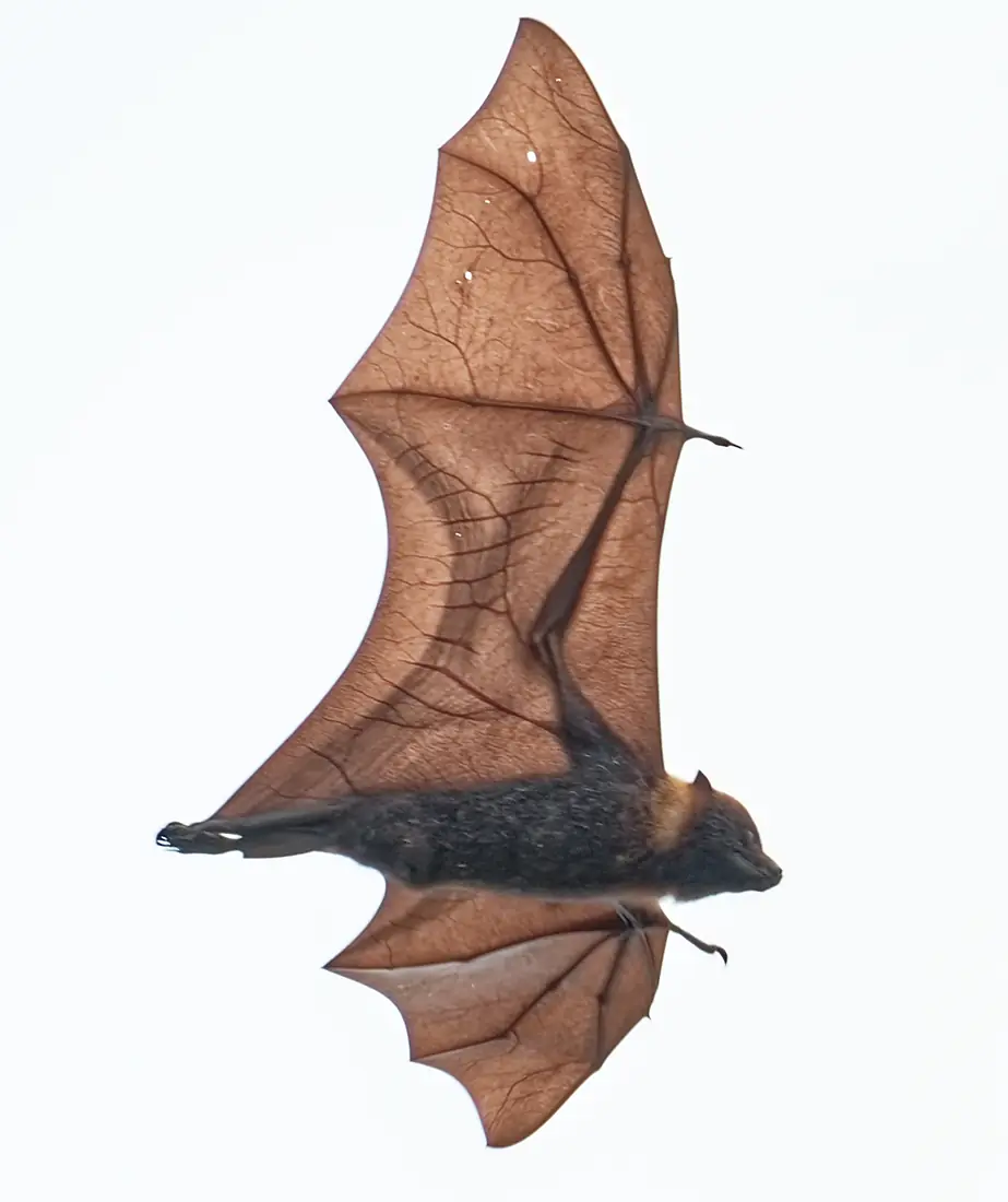 Kosrae flying fox