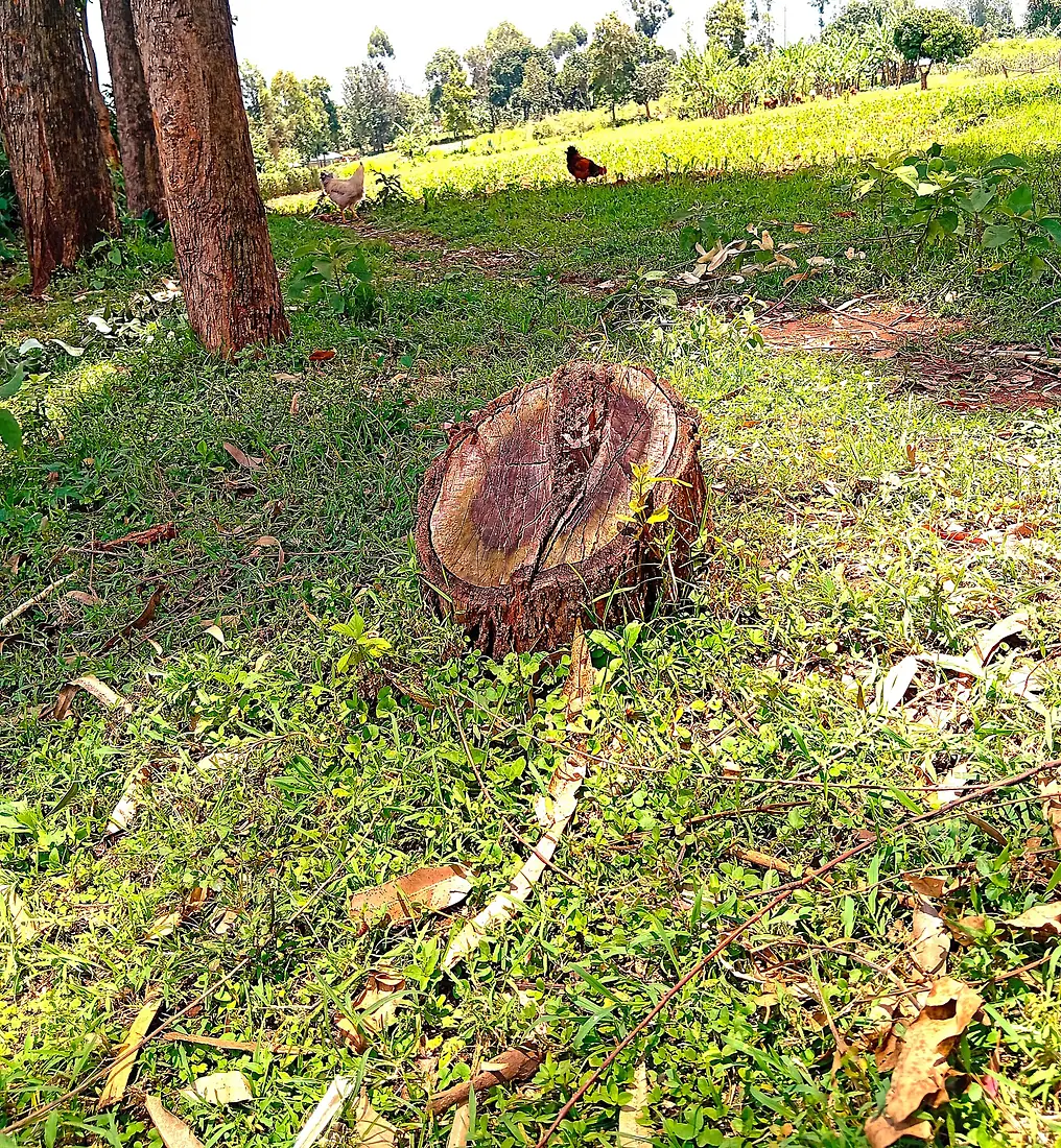 A tree sprouting from a stump, (Somewhere in Kuria East,Kenya)