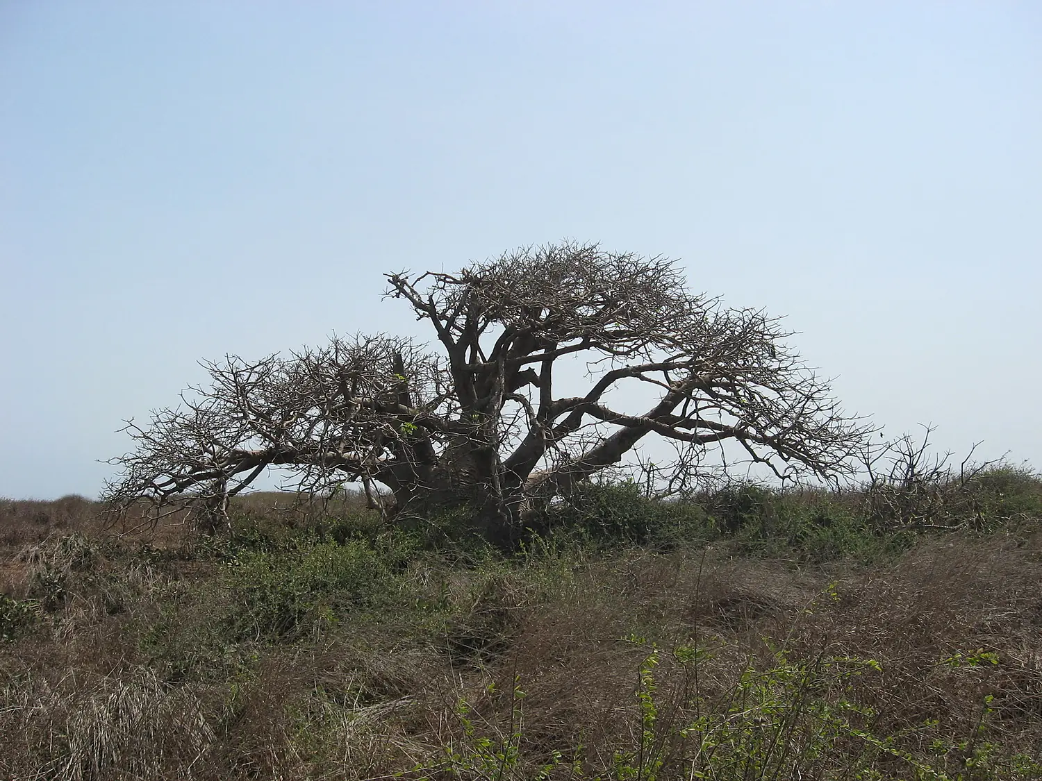 Iles de la Madeleine-Baobab nain