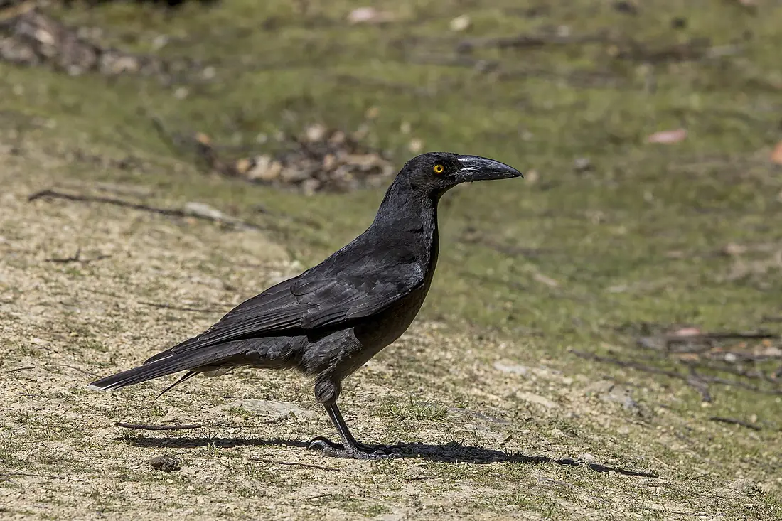 Black currawong (Strepera fuliginosa fuligonosa) Maria Island