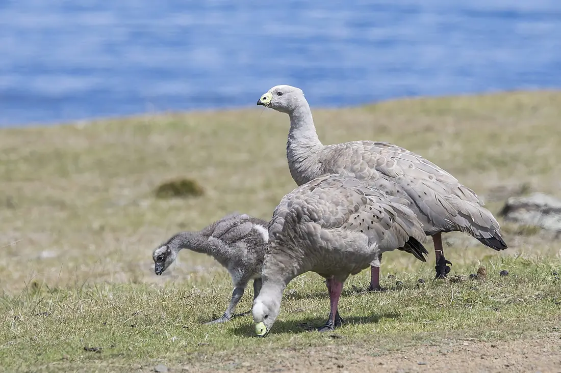 Cape Barren goose (Cereopsis novaehollandiae) pair with juvenile Maria Island
