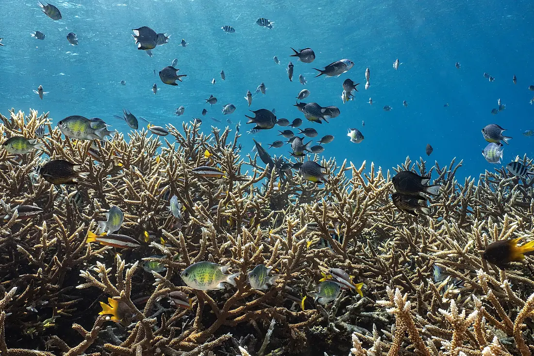 Kalig reef ecosystem in Misool