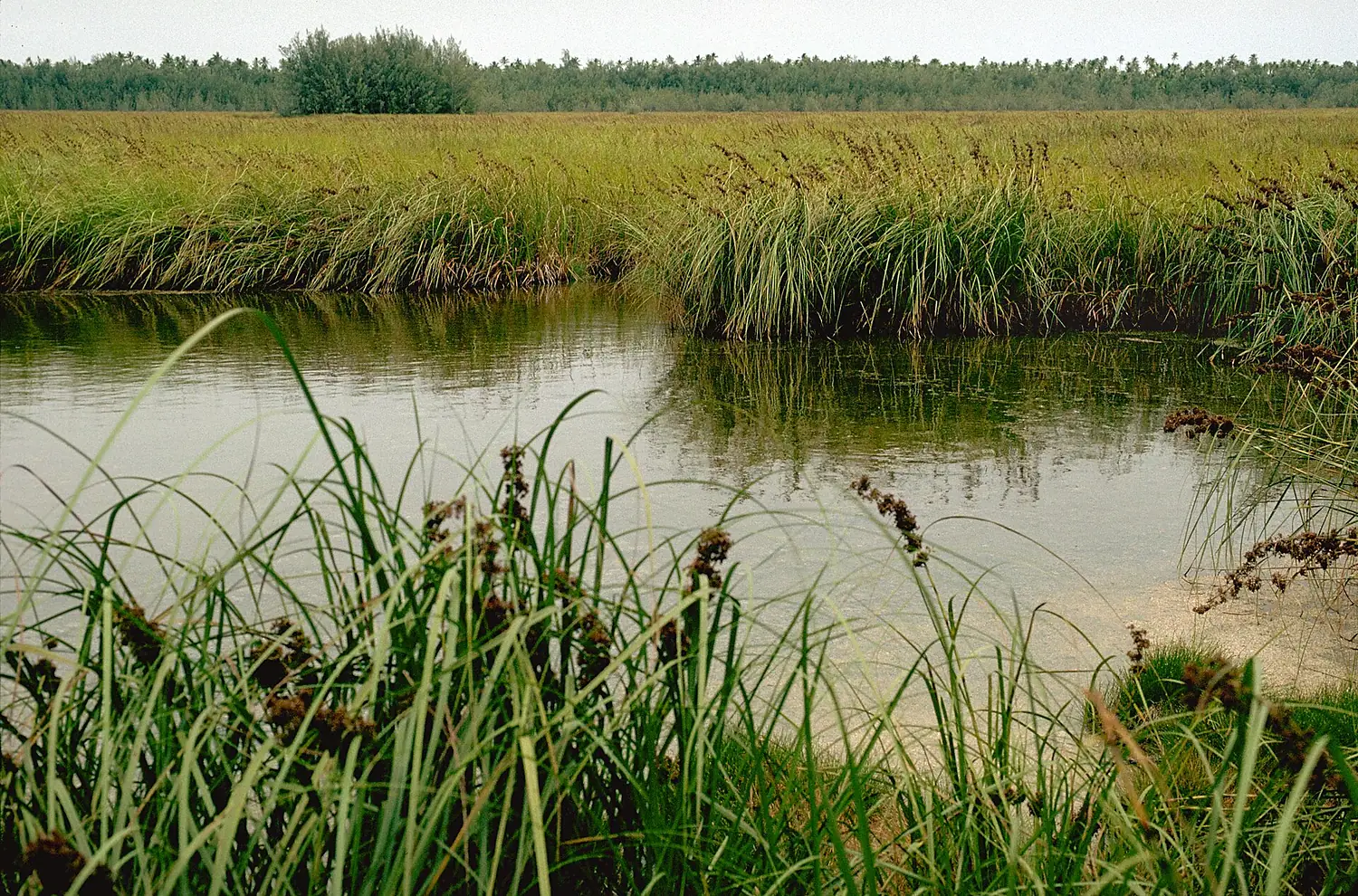 Mitiaro, Cook Islands in 1988 (Lakes)