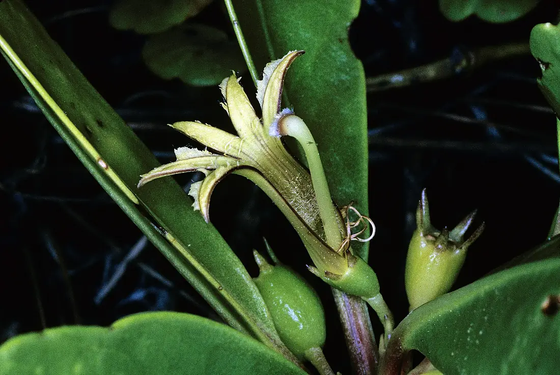 Scaevola paulayi (Mitiaro island) side view